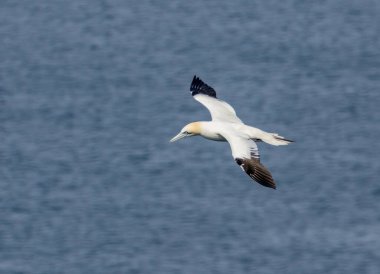 Güzel Kuzey Atlantik sümsük kuşu mavi gökyüzünde süzülüyor ve mavi okyanusun üzerinde