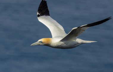 Güzel Kuzey Atlantik sümsük kuşu mavi gökyüzünde süzülüyor ve mavi okyanusun üzerinde