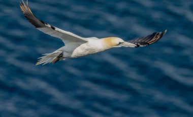 Güzel Kuzey Atlantik sümsük kuşu mavi gökyüzünde süzülüyor ve mavi okyanusun üzerinde