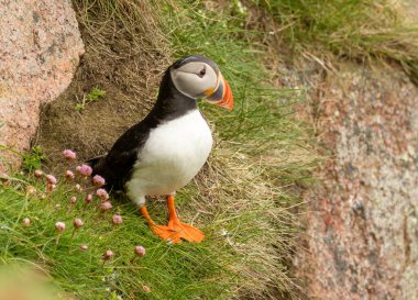 Güzel Kuzey Atlantik martısı yuvasının kenarında çimenli bir uçurumun kenarına tünemiş baharda denize bakıyor..  