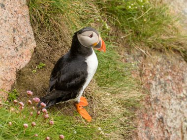 Güzel Kuzey Atlantik martısı yuvasının kenarında çimenli bir uçurumun kenarına tünemiş baharda denize bakıyor..  