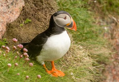 Güzel Kuzey Atlantik martısı yuvasının kenarında çimenli bir uçurumun kenarına tünemiş baharda denize bakıyor..  