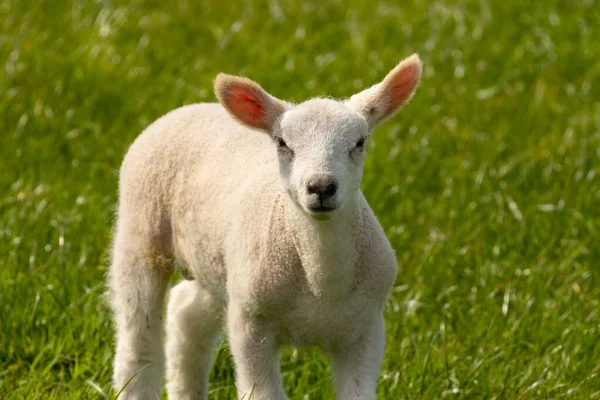 Cute Little Spring Lamb Green Meadow Sunshine — Stock Photo, Image