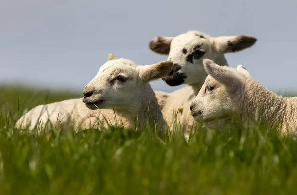 Cute spring lamb triplets in spring in a green meadow in the sunshine