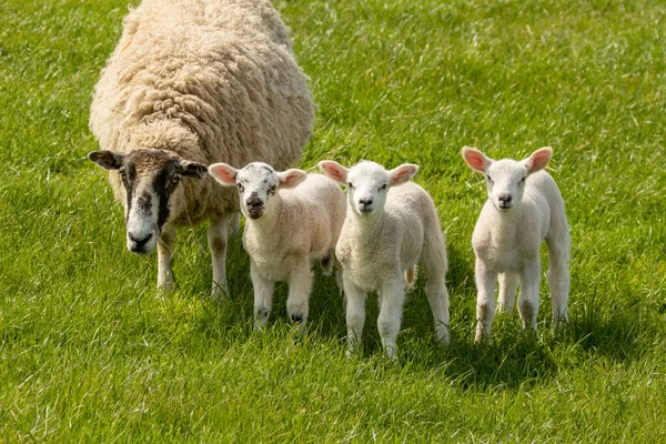 Cute Spring Lamb Triplets Spring Green Meadow Sunshine — Stock Photo, Image