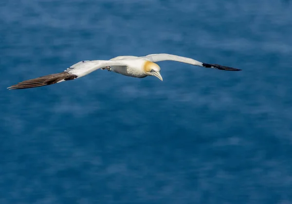 Prachtig Noord Atlantisch Gannet Zwevend Vlucht Helderblauwe Lucht Blauwe Oceaan — Stockfoto
