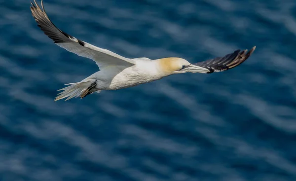 Krásný Severní Atlantik Gannet Vznášející Letu Jasně Modré Obloze Nad — Stock fotografie
