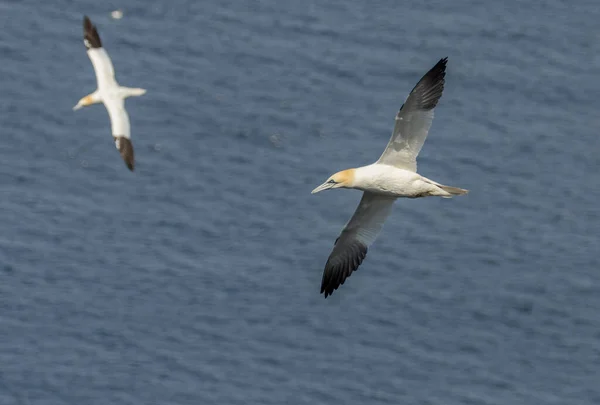 Vackra Nordatlantiska Gannet Svävar Flygning Klarblå Himmel Och Över Det — Stockfoto
