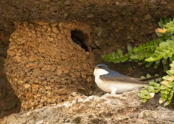 悬崖峭壁边有泥巢的房子罐头 喂养幼小的幼鸟 随时可供屠宰 — 图库照片