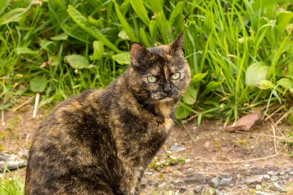 Niedliche Hauskatze Haustier Mit Schönen Grünen Augen Sitzt Der Sonne — Stockfoto