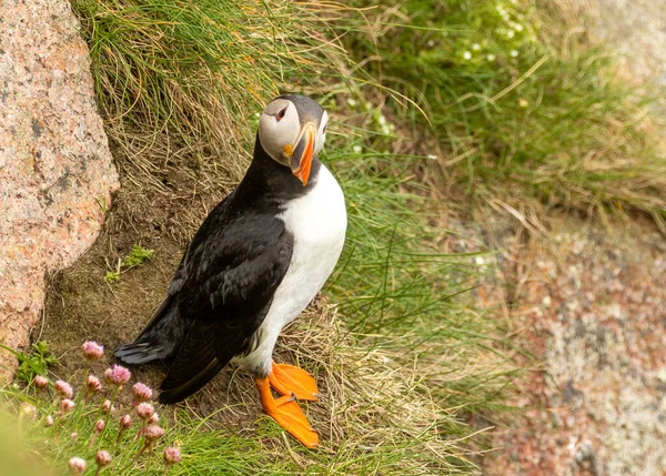 Beautiful North Atlantic puffin perched by its burrow on the side of a grassy cliff looking out at the sea in the spring.