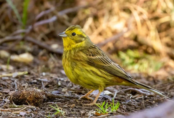 stock image Yellow hammer small bright bird foraging on the woodland floor in the sunshine in spring 