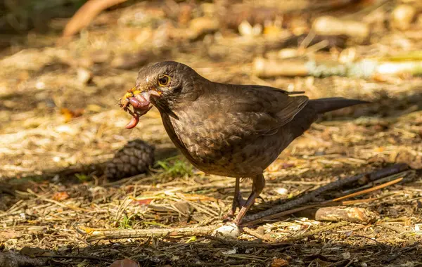 Amselweibchen Suchen Auf Dem Waldboden Nach Futter Und Sammeln Würmer — Stockfoto