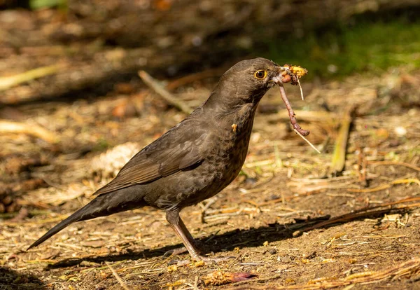 雌性黑鸟在森林地面觅食 并收集蠕虫和昆虫 以带回婴儿 在鸟巢里 — 图库照片