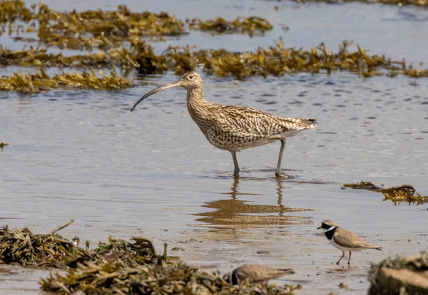 Large Curlew Water Bird Very Small Ringed Plover Wader Bird — Stock Photo, Image