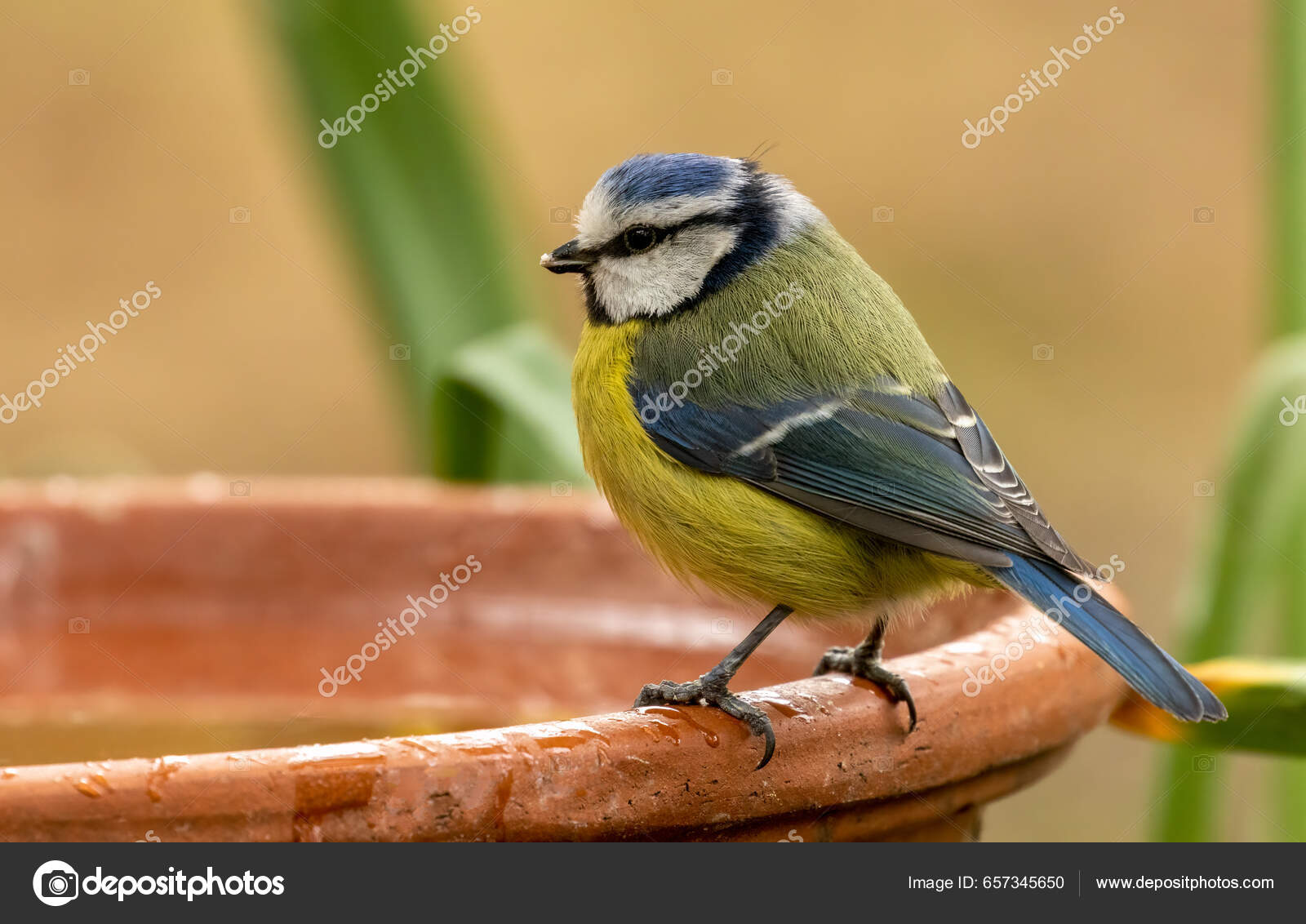 Beautiful Small Blue Tit Bird Blue Yellow Back White Feather — Stock Photo  © SarahLouPhotography 657345650