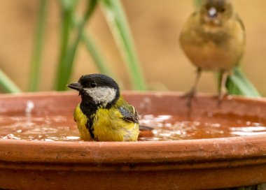 Great tit small bird having a bath and a drink in a water bowl in the woods in the sunshine with bright blue and yellow plumage with natural forest background 