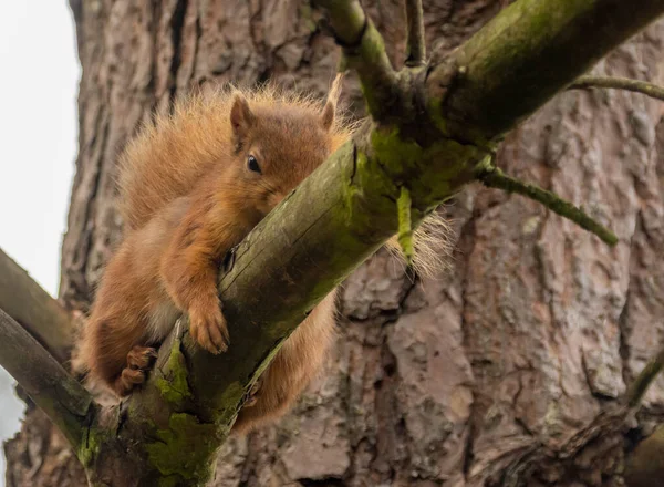 Beautiful Scottish Red Squirrel Having Lie Resting Branch Woodland — Stock Photo, Image