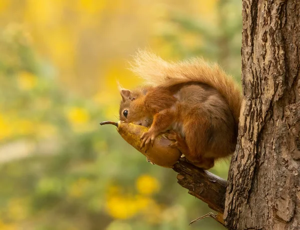 Esquilo Vermelho Escocês Muito Bonito Comendo Uma Pêra Floresta Com — Fotografia de Stock
