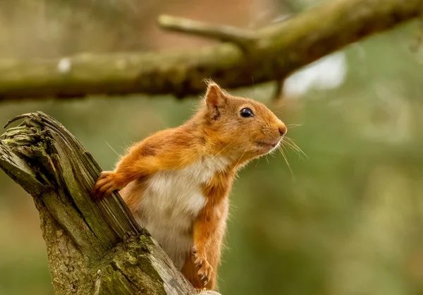 조사하고 호기심많은 다람쥐 — 스톡 사진
