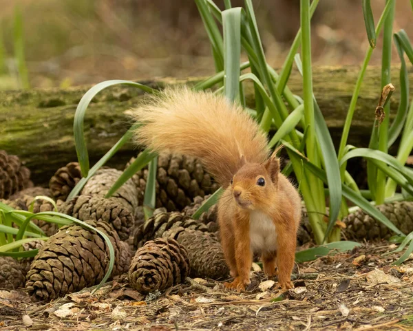 Curious Little Scottish Red Squirrel Investigating Woodland — Stock Photo, Image