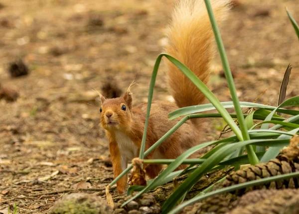 Curious Little Scottish Red Squirrel Investigating Woodland — Stock Photo, Image