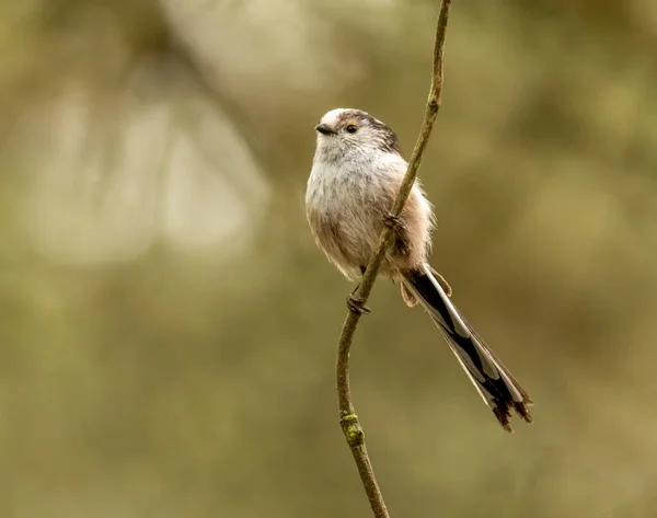 Very Cute Fluffy Small Long Tailed Tit Bird Perched Branch — Stockfoto
