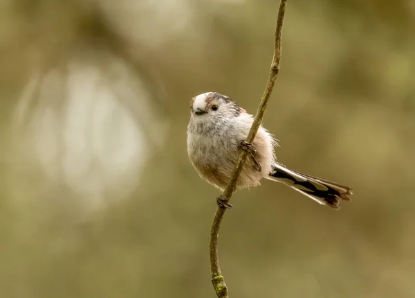 Very Cute Fluffy Small Long Tailed Tit Bird Perched Branch — Stockfoto
