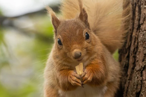 얼굴을 클로즈업 초상화 얼룩붉은 다람쥐의 카메라를 견과를 귀엽고 — 스톡 사진