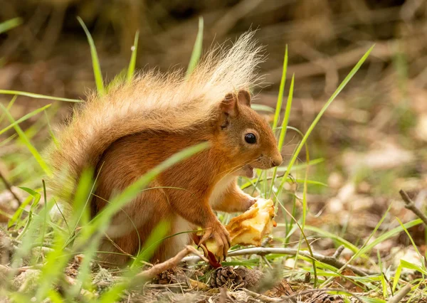 Esquilo Vermelho Escocês Pequeno Bonito Floresta Undergrowth Comer Núcleo Uma — Fotografia de Stock