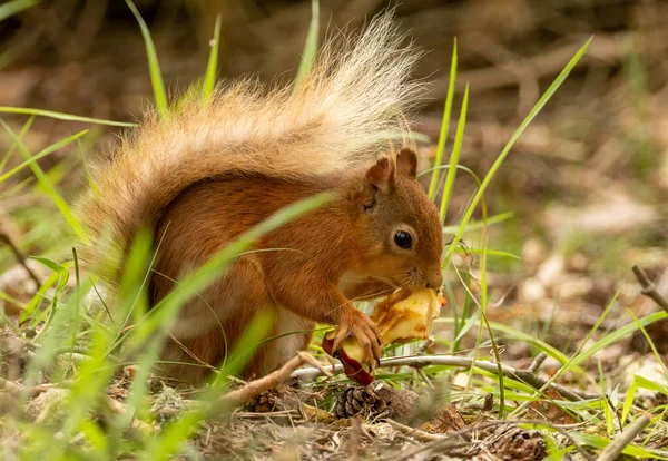 Esquilo Vermelho Escocês Pequeno Bonito Floresta Undergrowth Comer Núcleo Uma — Fotografia de Stock