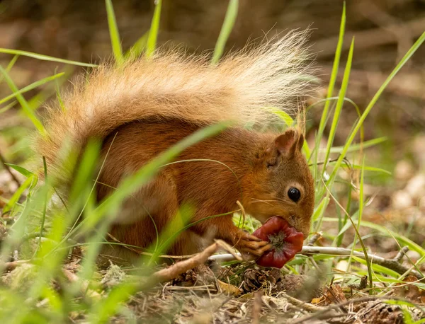 Χαριτωμένο Μικρό Σκωτσέζικο Κόκκινο Σκίουρο Στο Δάσος Βλάστηση Τρώει Τον — Φωτογραφία Αρχείου