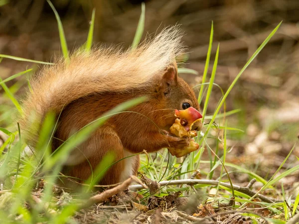 Χαριτωμένο Μικρό Σκωτσέζικο Κόκκινο Σκίουρο Στο Δάσος Βλάστηση Τρώει Τον — Φωτογραφία Αρχείου