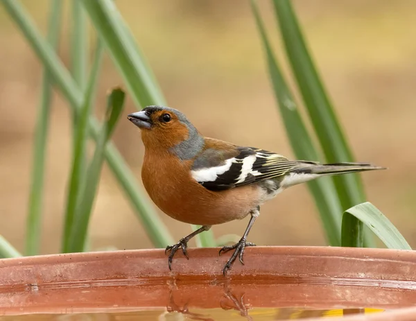 Male Chaffinch Colourful Small Bird Red Grey Plumage Standing Edge — Stock Photo, Image