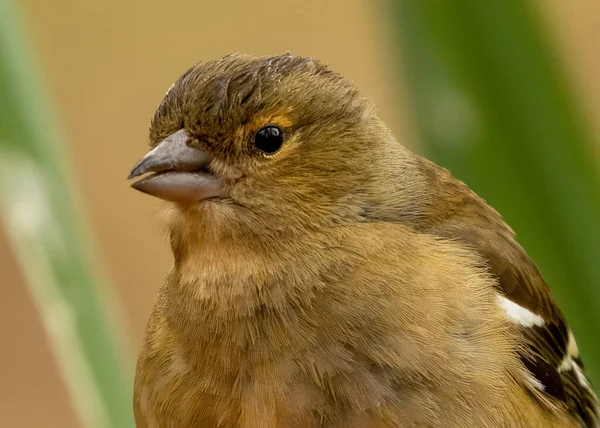 Close Portrait Face Shot Female Chaffinch Bird Woodland — Stock Photo, Image