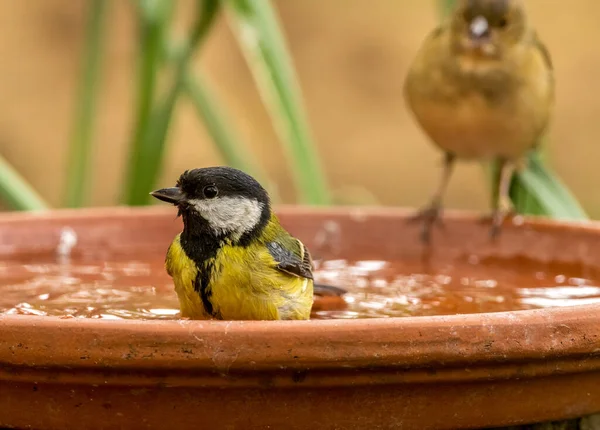 Great Tit Small Bird Having Bath Drink Water Bowl Woods — Stock Fotó