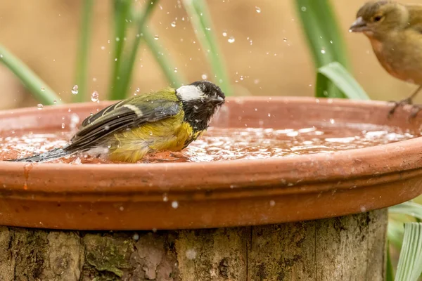 Great Tit Small Bird Having Bath Drink Water Bowl Woods — Stock Fotó