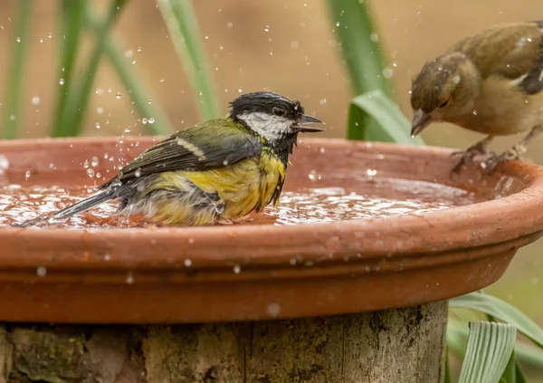 Great Tit Small Bird Having Bath Drink Water Bowl Woods — Zdjęcie stockowe