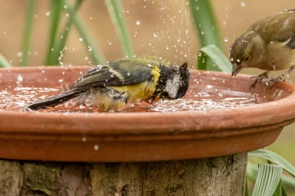 Great Tit Small Bird Having Bath Drink Water Bowl Woods — Fotografia de Stock