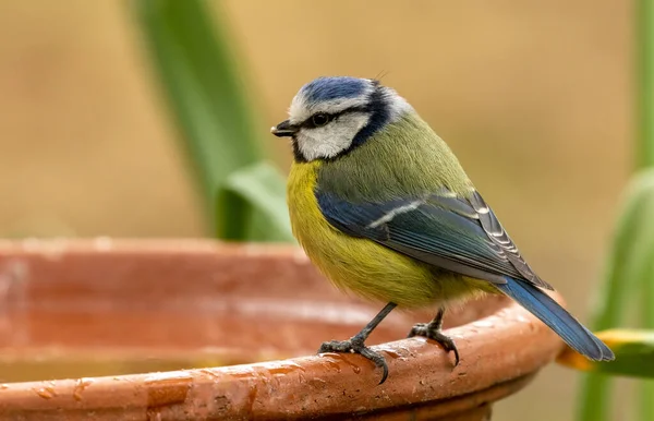 Beautiful Small Blue Tit Bird Blue Yellow Back White Feather — Zdjęcie stockowe