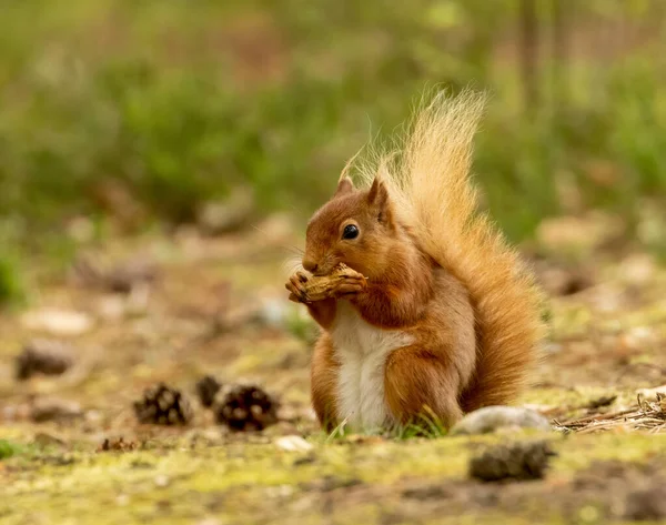 Esquilo Vermelho Escocês Bonito Comendo Uma Noz Sol Vegetação Floresta — Fotografia de Stock