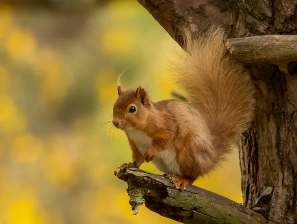 아름다운 그대로 노란색의 풍경을 배경으로 숲에서 귀엽고 귀여운 다람쥐 — 스톡 사진