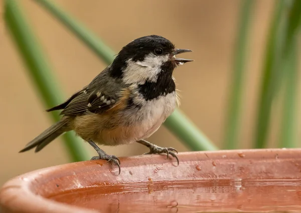 Coal Tit Small Bird Perched Edge Water Dish Taking Drink — Zdjęcie stockowe