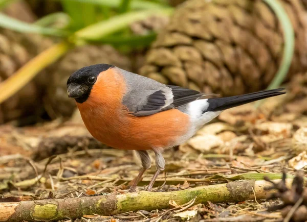 Schöne Rote Und Schwarze Gefieder Männliche Gimpel Kleine Vögel Auf — Stockfoto
