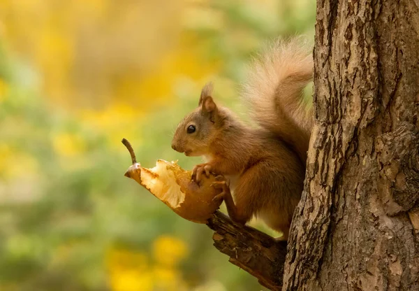 아름다운 그대로 노란색의 풍경을 배경으로 숲에서 귀엽고 귀여운 다람쥐 — 스톡 사진