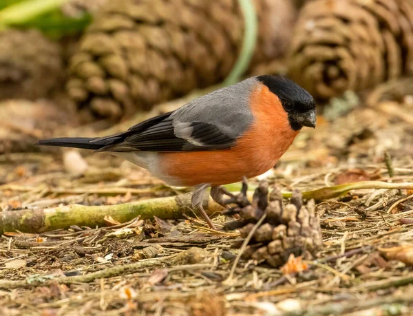 stock image Beautiful red and black plumage feathers male bullfinch small bird foraging on the woodland ground for food in the sunshine in the spring 