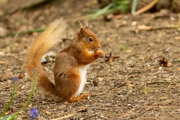 Cute Small Scottish Red Squirrel Forest Undergrowth Eating Nut Sunshine — Stock Photo, Image