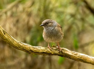 Çit serçesi olarak bilinen küçük kahverengi Dunnock kuşu, doğal yeşil orman arka planına sahip ormanlık bir dala tünemişti.