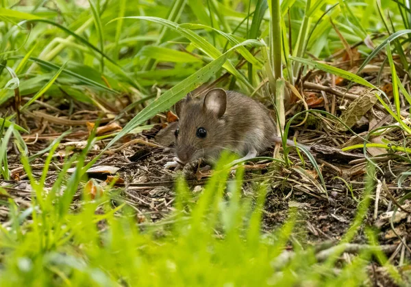 Tikus Kecil Yang Lucu Dengan Mata Hitam Yang Besar Dan — Stok Foto