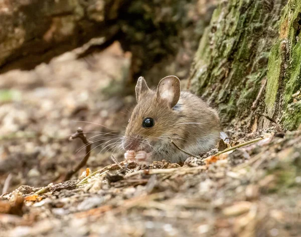 Stock image Cute tiny brown mouse with cute big black eyes and big ears foraging for food on the forest floor in the woodland